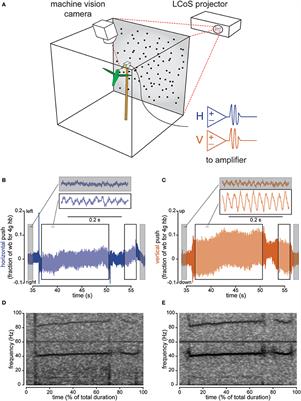 Visual Sensory Signals Dominate Tactile Cues during Docked Feeding in Hummingbirds